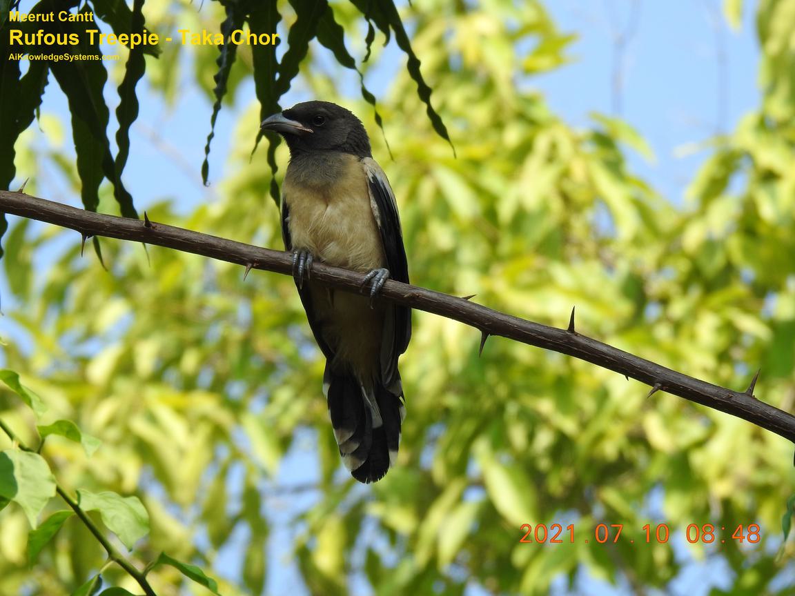 Rufous Treepie (32) Coming Soon